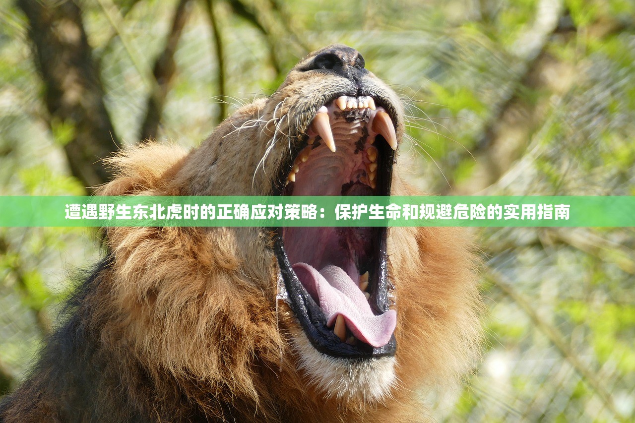 遭遇野生东北虎时的正确应对策略：保护生命和规避危险的实用指南
