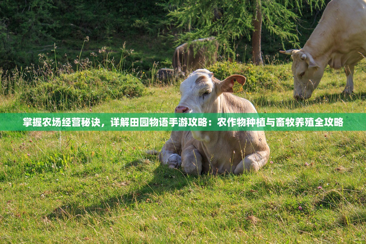 (碧血情天珍珠旗)碧雪情天珍珠旗，一段传奇的故事与文化的交融