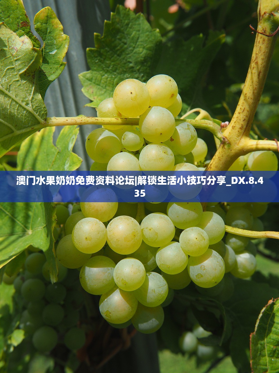 (仙灵觉醒飞羽105级卡级阵容)仙灵觉醒飞羽伙伴搭配攻略