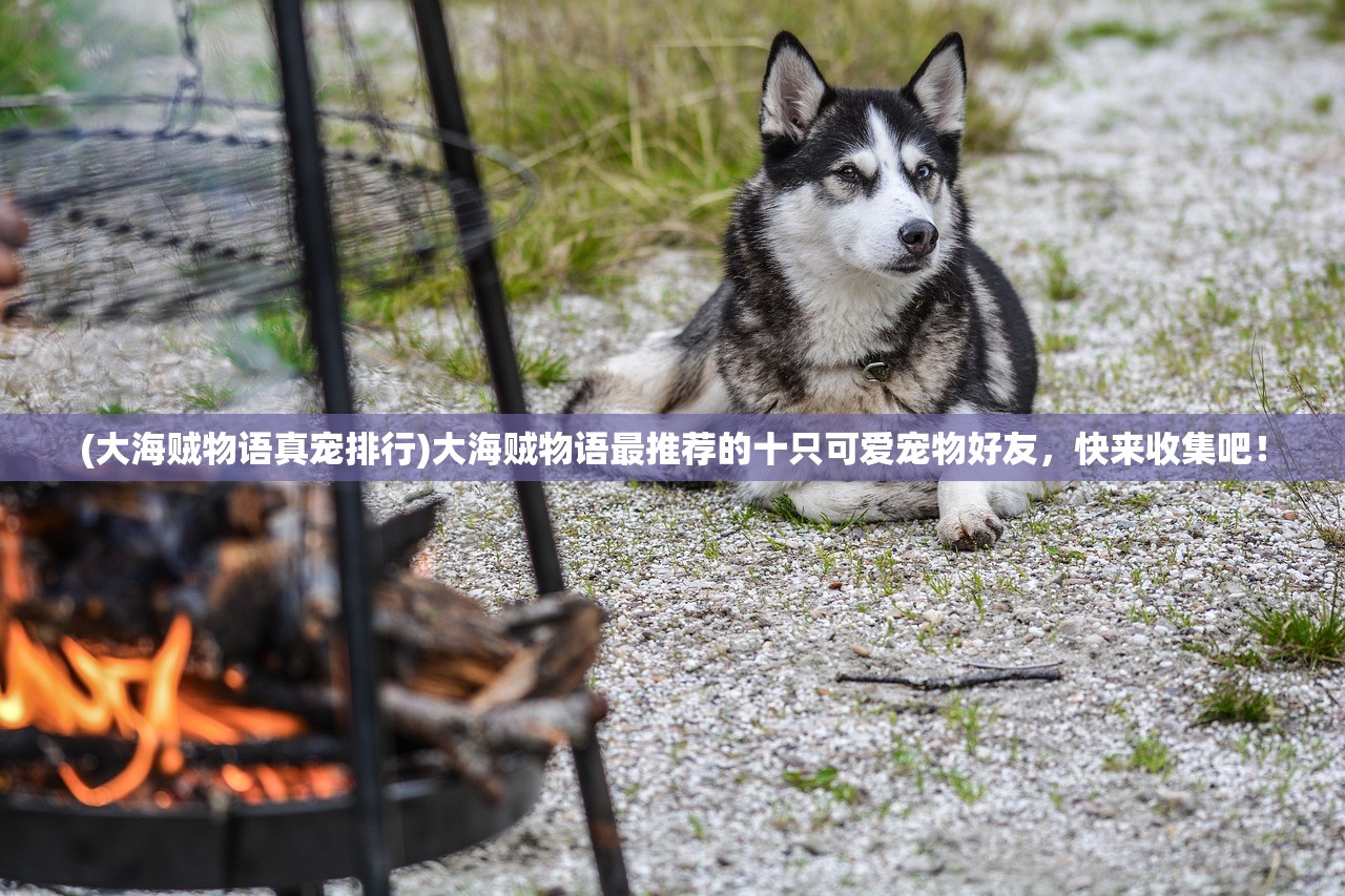 (大海贼物语真宠排行)大海贼物语最推荐的十只可爱宠物好友，快来收集吧！