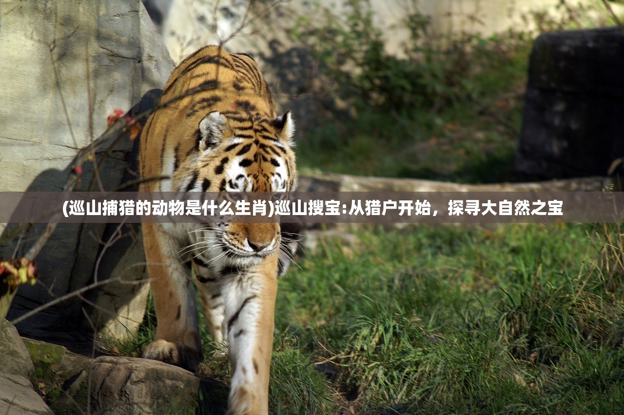 (巡山捕猎的动物是什么生肖)巡山搜宝:从猎户开始，探寻大自然之宝