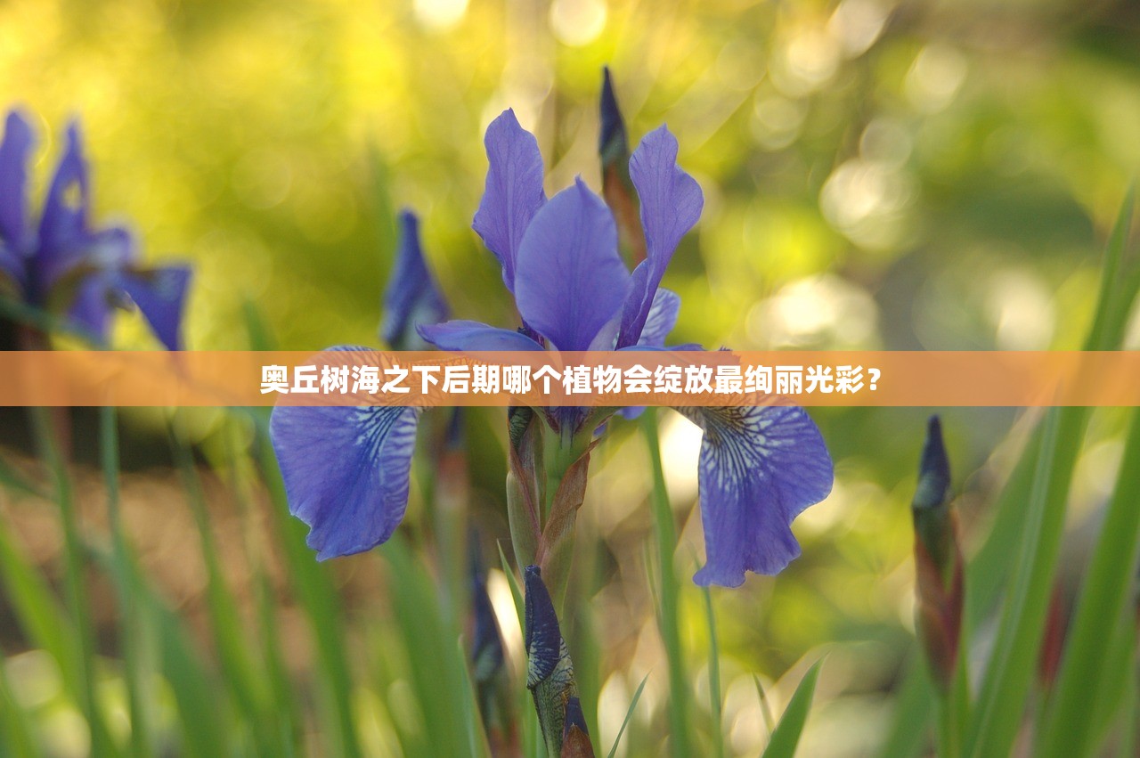 Q版MT世界，游戏新纪元的多维探索与挑战