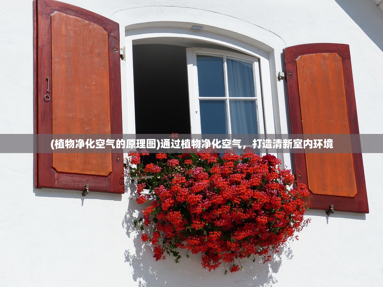 (植物净化空气的原理图)通过植物净化空气，打造清新室内环境