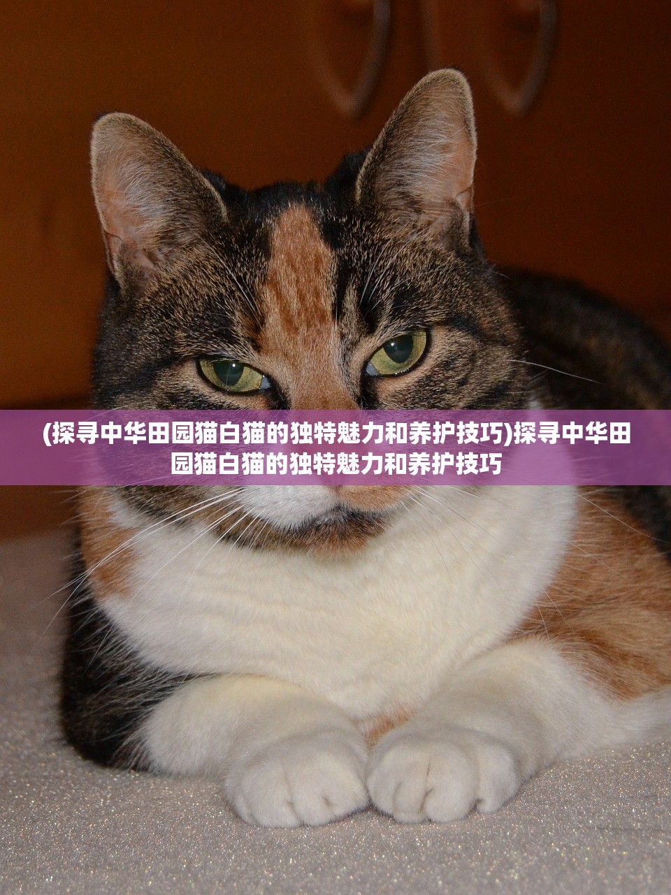 (阿卡丽电脑壁纸超清)阿卡丽与阿狸，电脑壁纸的魅力之源