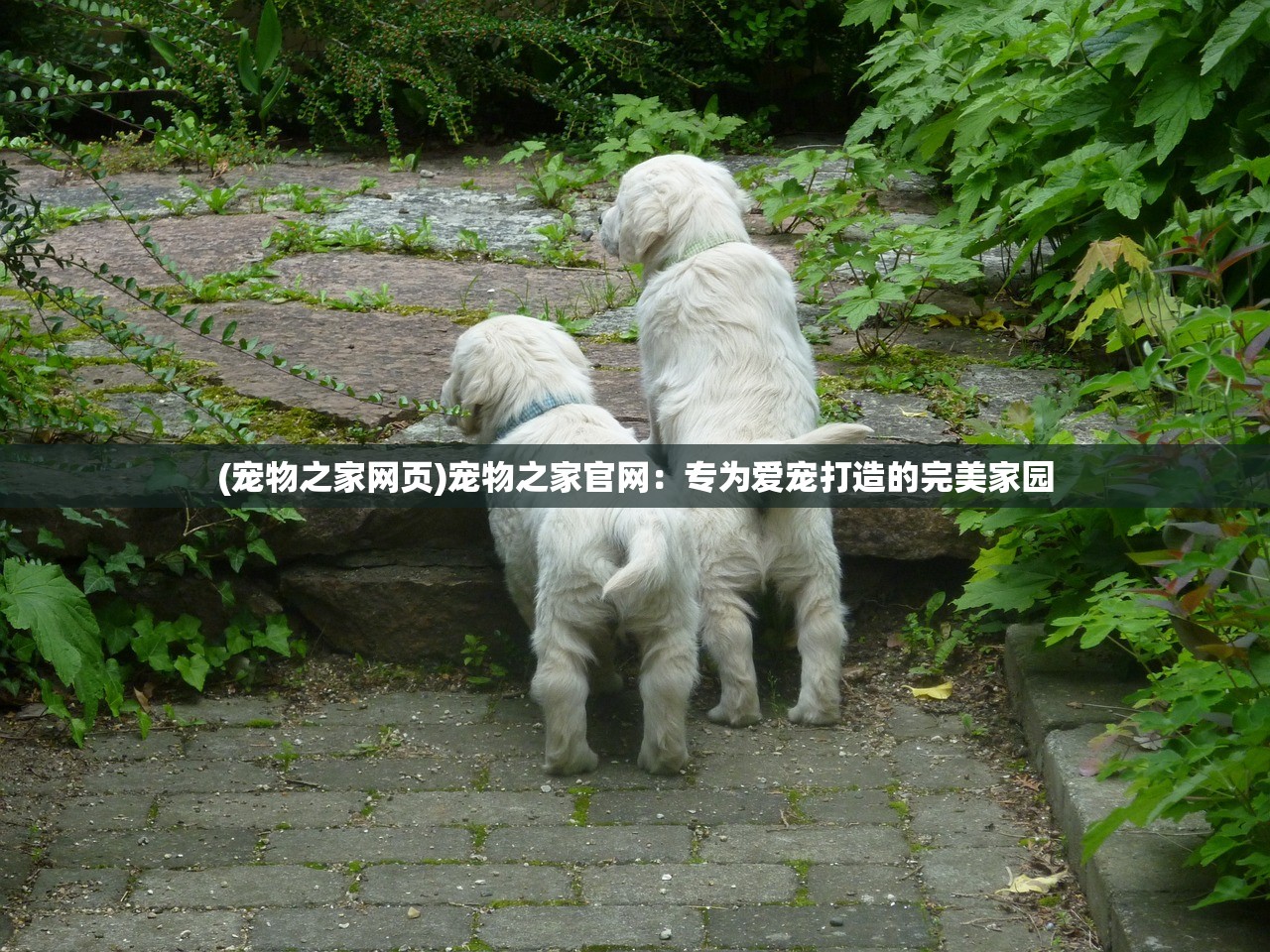 (宠物之家网页)宠物之家官网：专为爱宠打造的完美家园