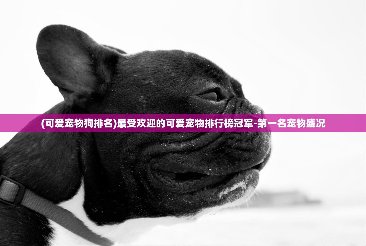 (可爱宠物狗排名)最受欢迎的可爱宠物排行榜冠军-第一名宠物盛况