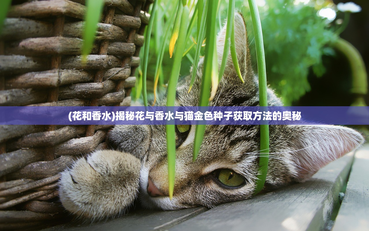 (花和香水)揭秘花与香水与猫金色种子获取方法的奥秘