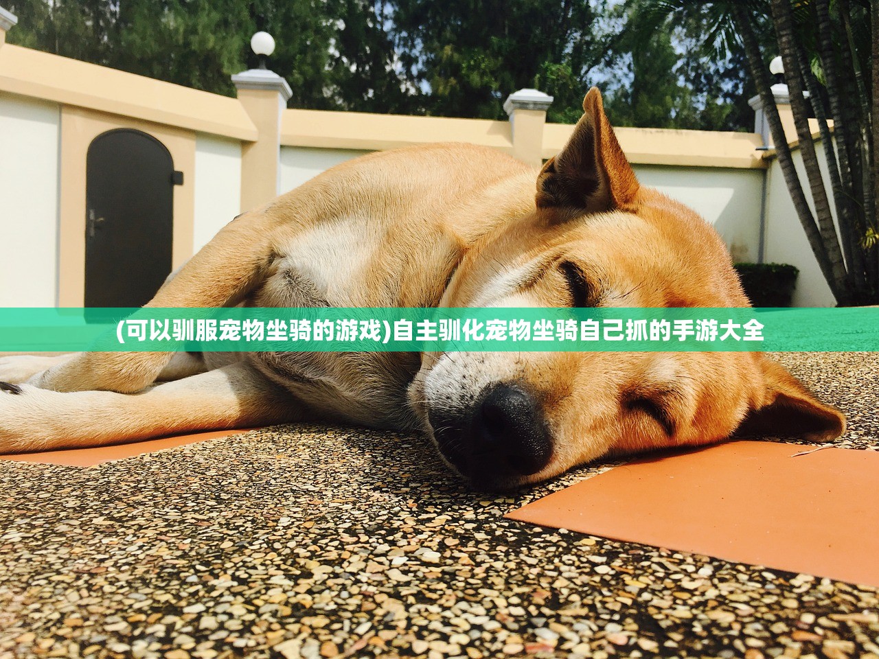 (金庸侠客行正版阅读顺序)金庸侠客行正版阅读，深度探索与常见问题解答