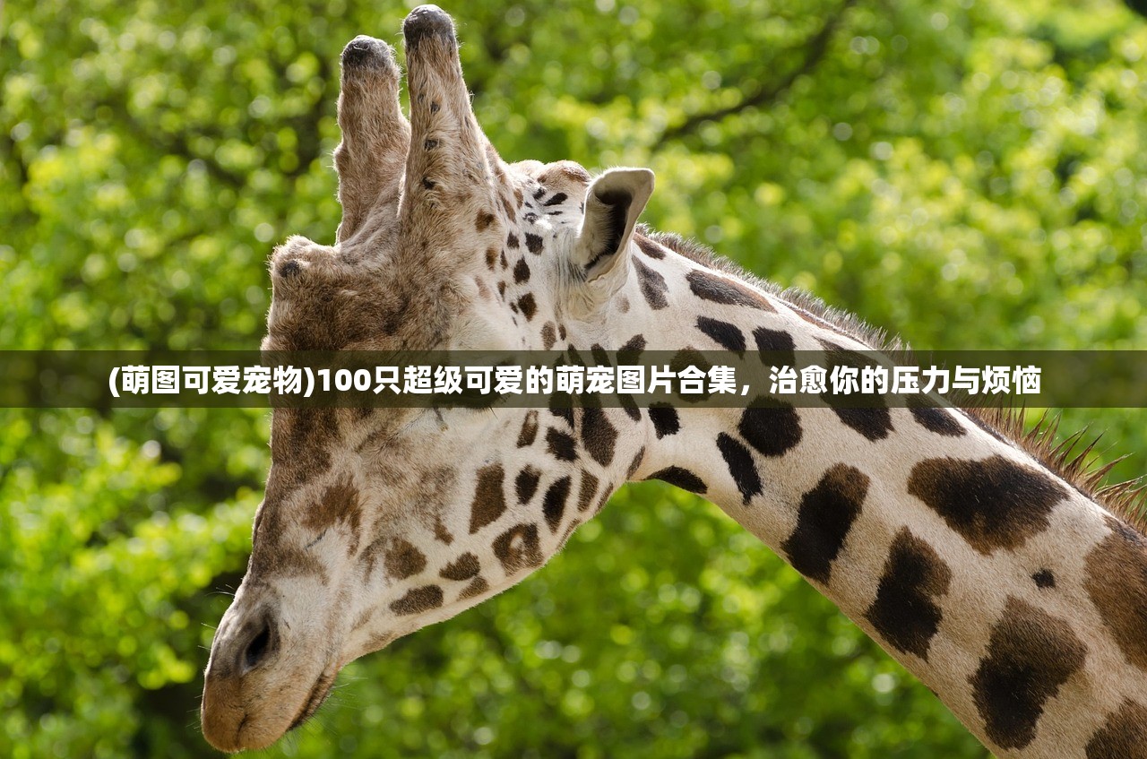 (萌图可爱宠物)100只超级可爱的萌宠图片合集，治愈你的压力与烦恼