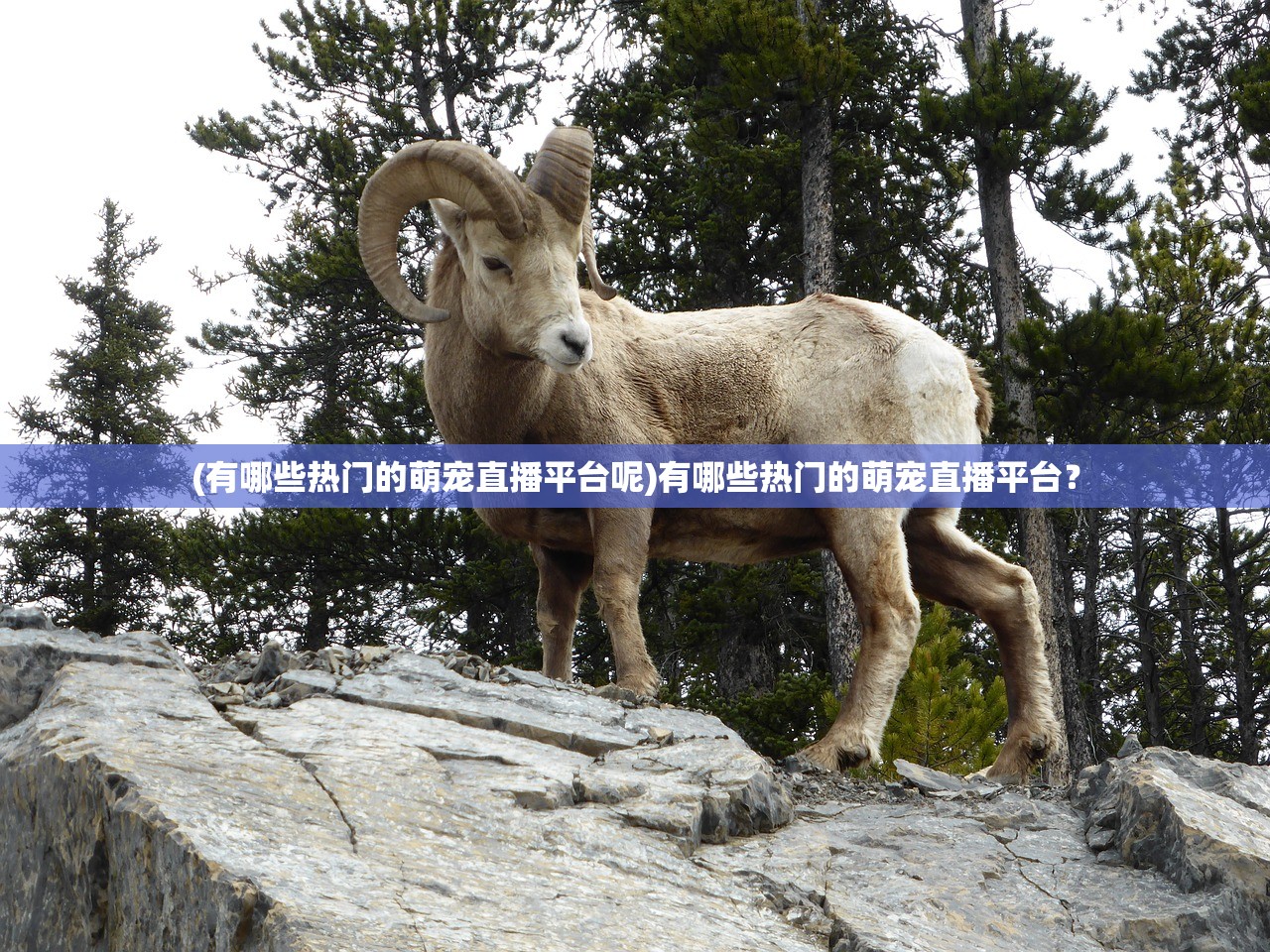 (有哪些热门的萌宠直播平台呢)有哪些热门的萌宠直播平台？