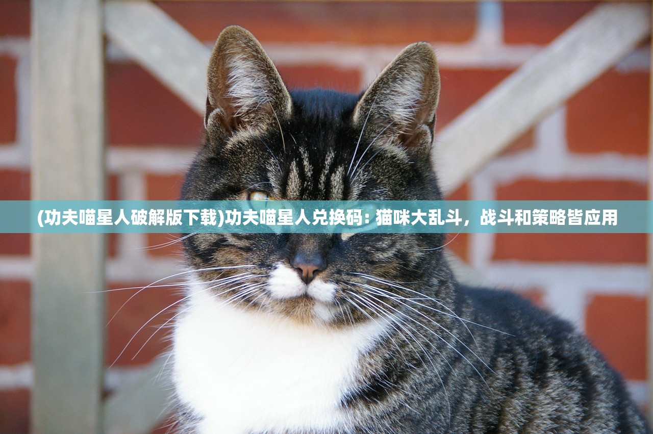 (功夫喵星人破解版下载)功夫喵星人兑换码: 猫咪大乱斗，战斗和策略皆应用