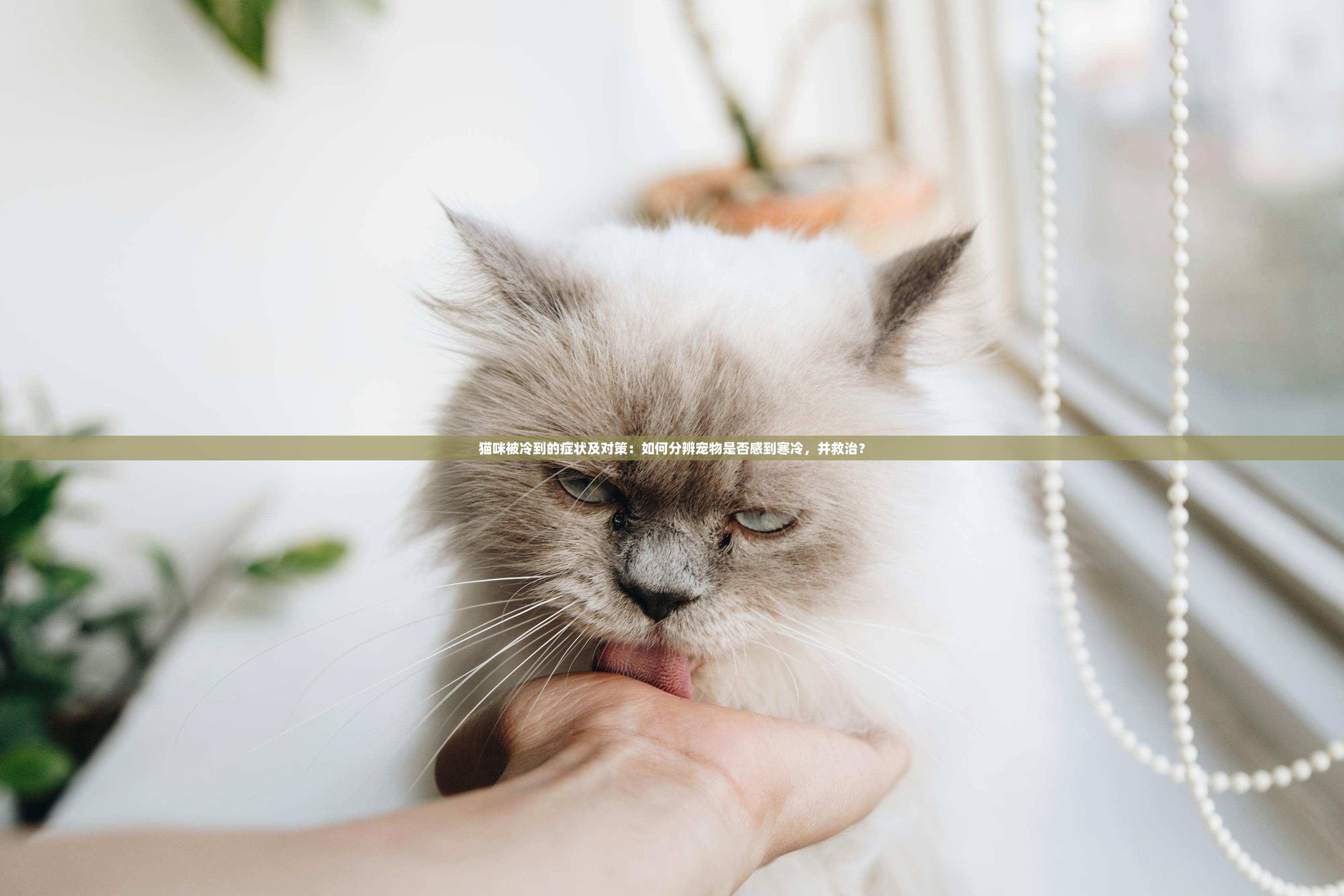 猫咪被冷到的症状及对策：如何分辨宠物是否感到寒冷，并救治？
