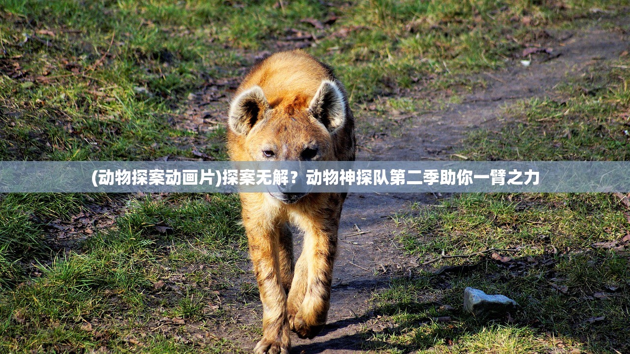 (动物探案动画片)探案无解？动物神探队第二季助你一臂之力