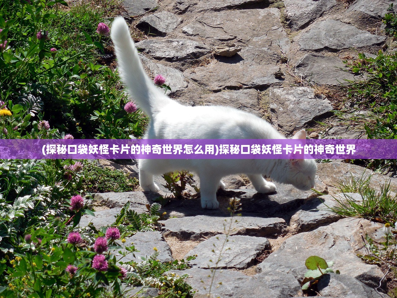 (探秘口袋妖怪卡片的神奇世界怎么用)探秘口袋妖怪卡片的神奇世界