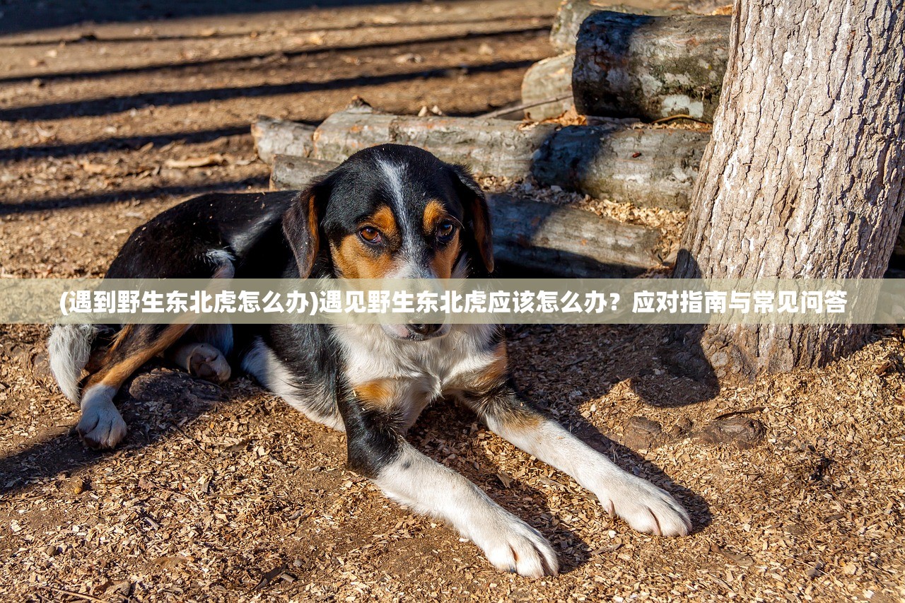 (遇到野生东北虎怎么办)遇见野生东北虎应该怎么办？应对指南与常见问答