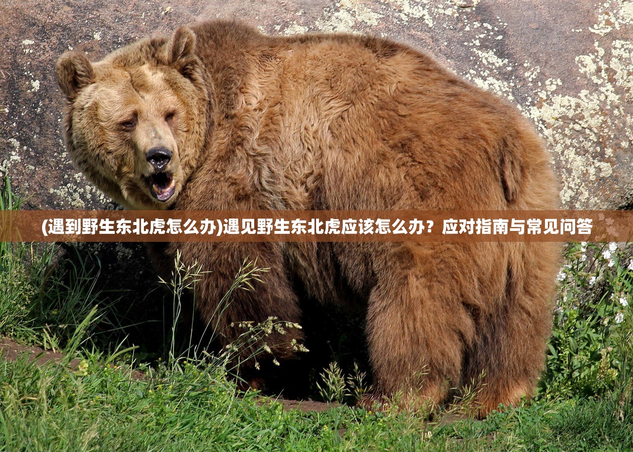 (遇到野生东北虎怎么办)遇见野生东北虎应该怎么办？应对指南与常见问答