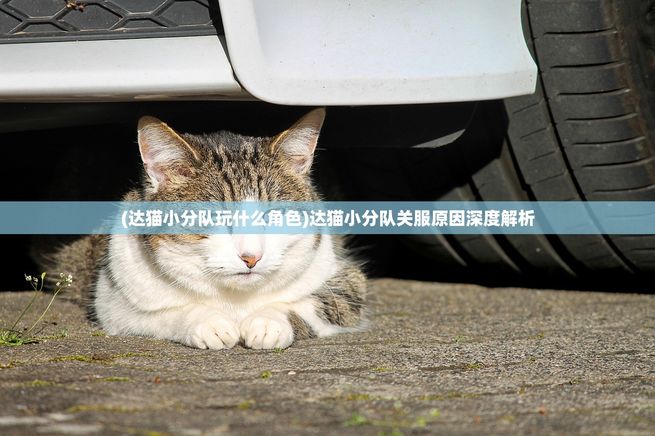 (达猫小分队玩什么角色)达猫小分队关服原因深度解析
