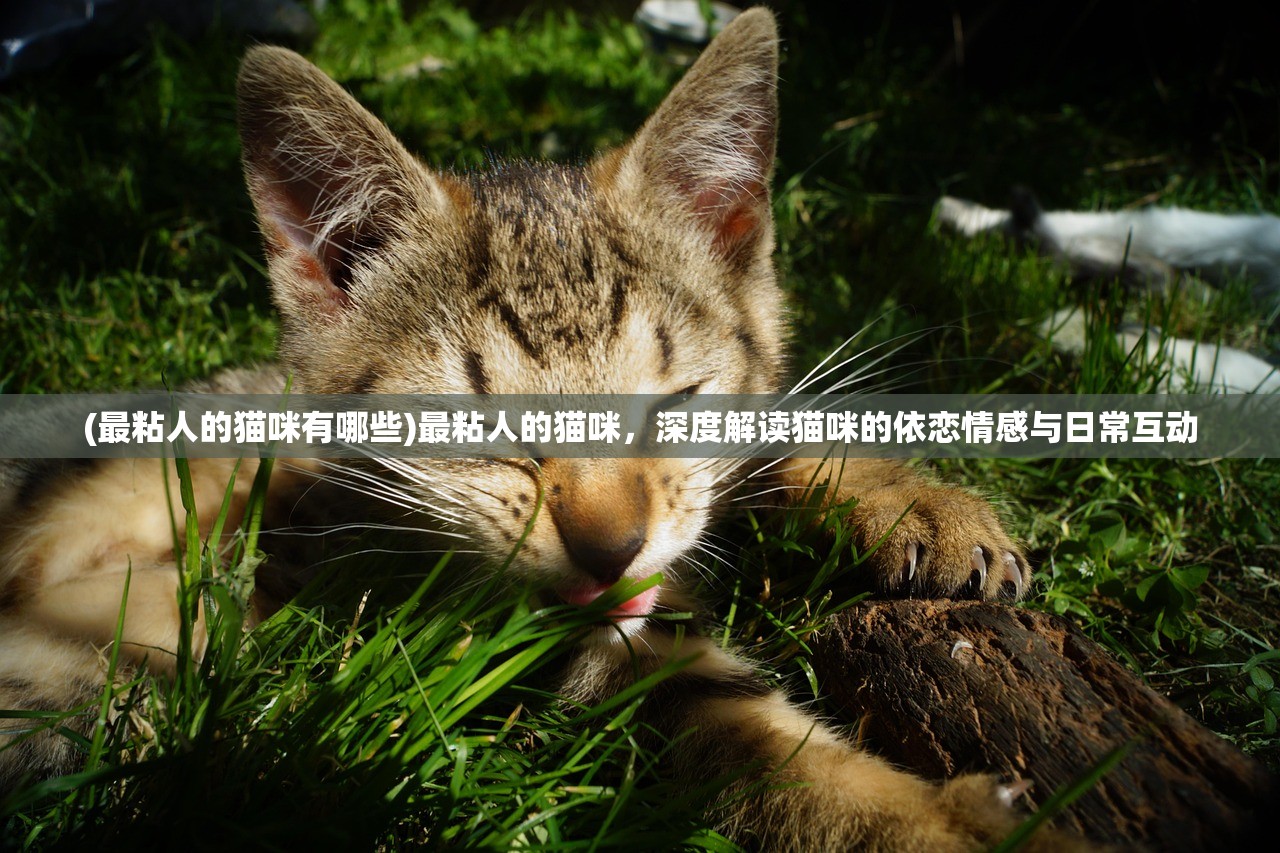 (最粘人的猫咪有哪些)最粘人的猫咪，深度解读猫咪的依恋情感与日常互动