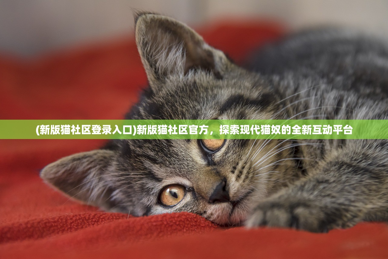 (新版猫社区登录入口)新版猫社区官方，探索现代猫奴的全新互动平台