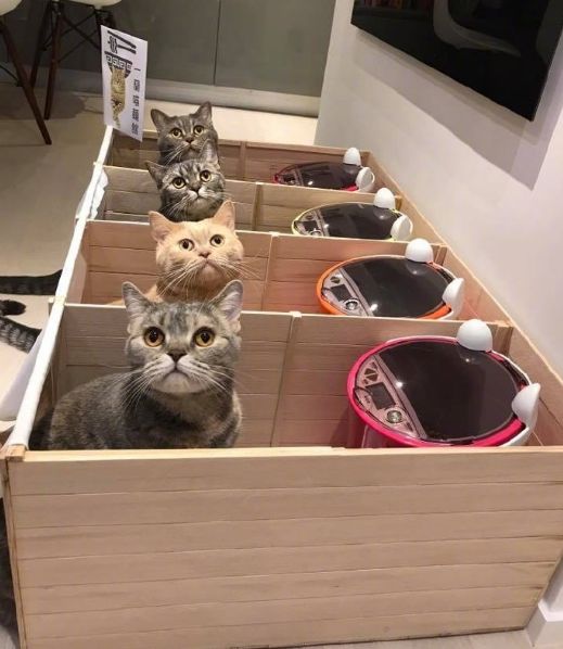 猫咪厨房食品制作器国际版下载新版安装包-猫咪厨房食品制作器中文内置作弊菜单下载v.5.45