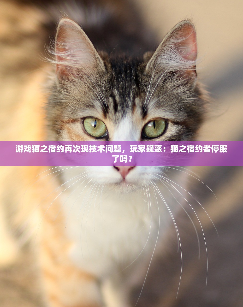 新澳门一肖一码中恃|专家解析解释落实_梦幻版5.559