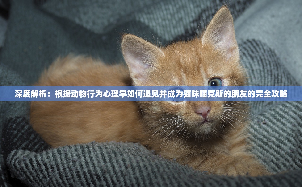 (少前2追放首测)少前2追放公测时间揭秘，深度分析与期待