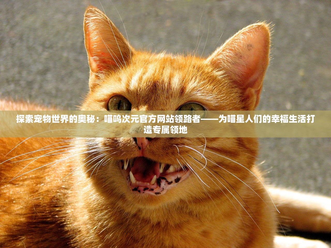 探索网剧世界：详细解析在哪可以观看小师妹霸气无双的全程播放平台与观赏攻略