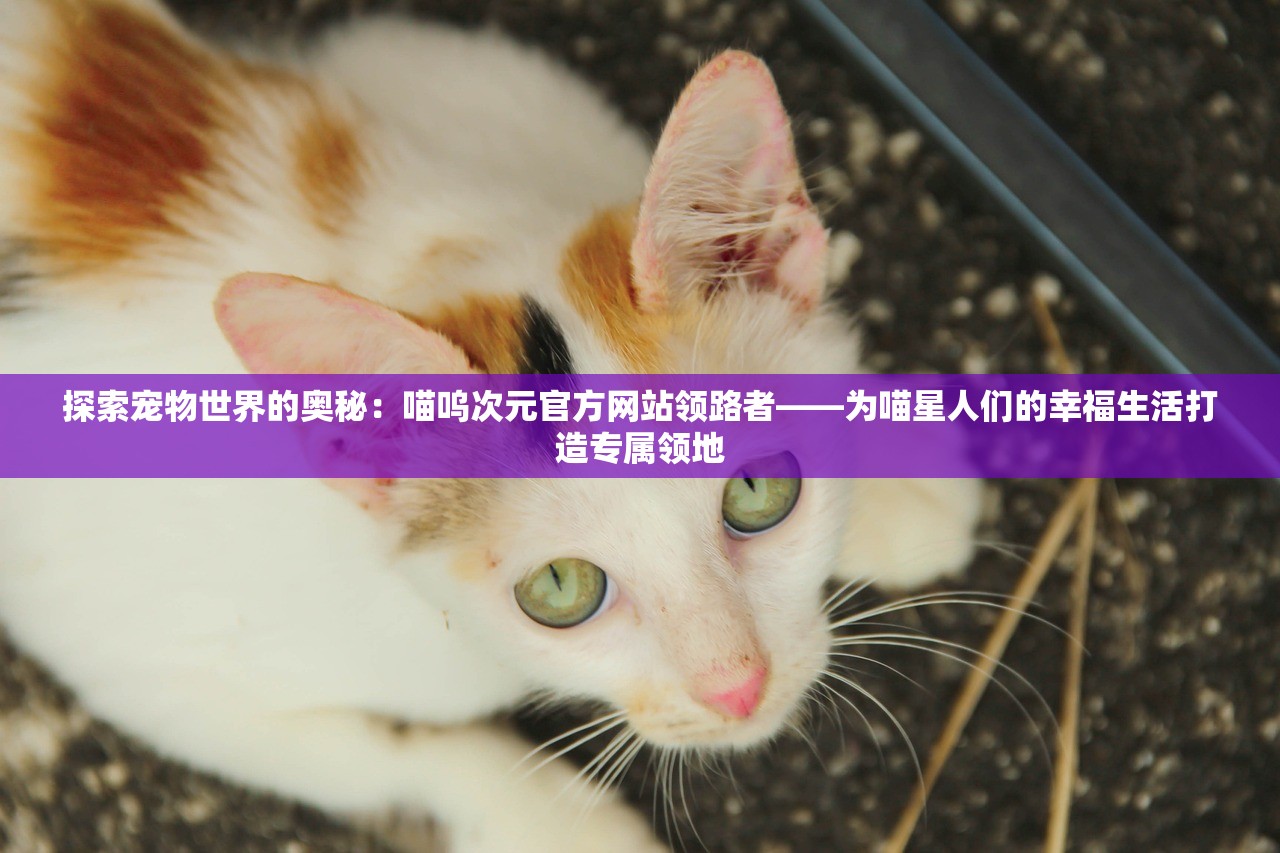 2024管家婆一码一肖|准确资料解释落实_防护集.3.998