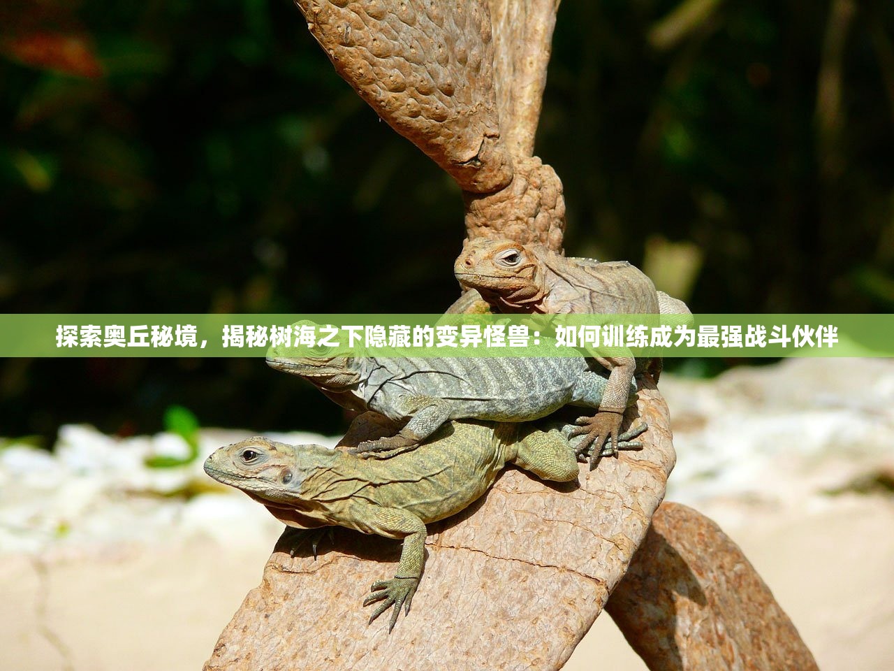 探索奥丘秘境，揭秘树海之下隐藏的变异怪兽：如何训练成为最强战斗伙伴