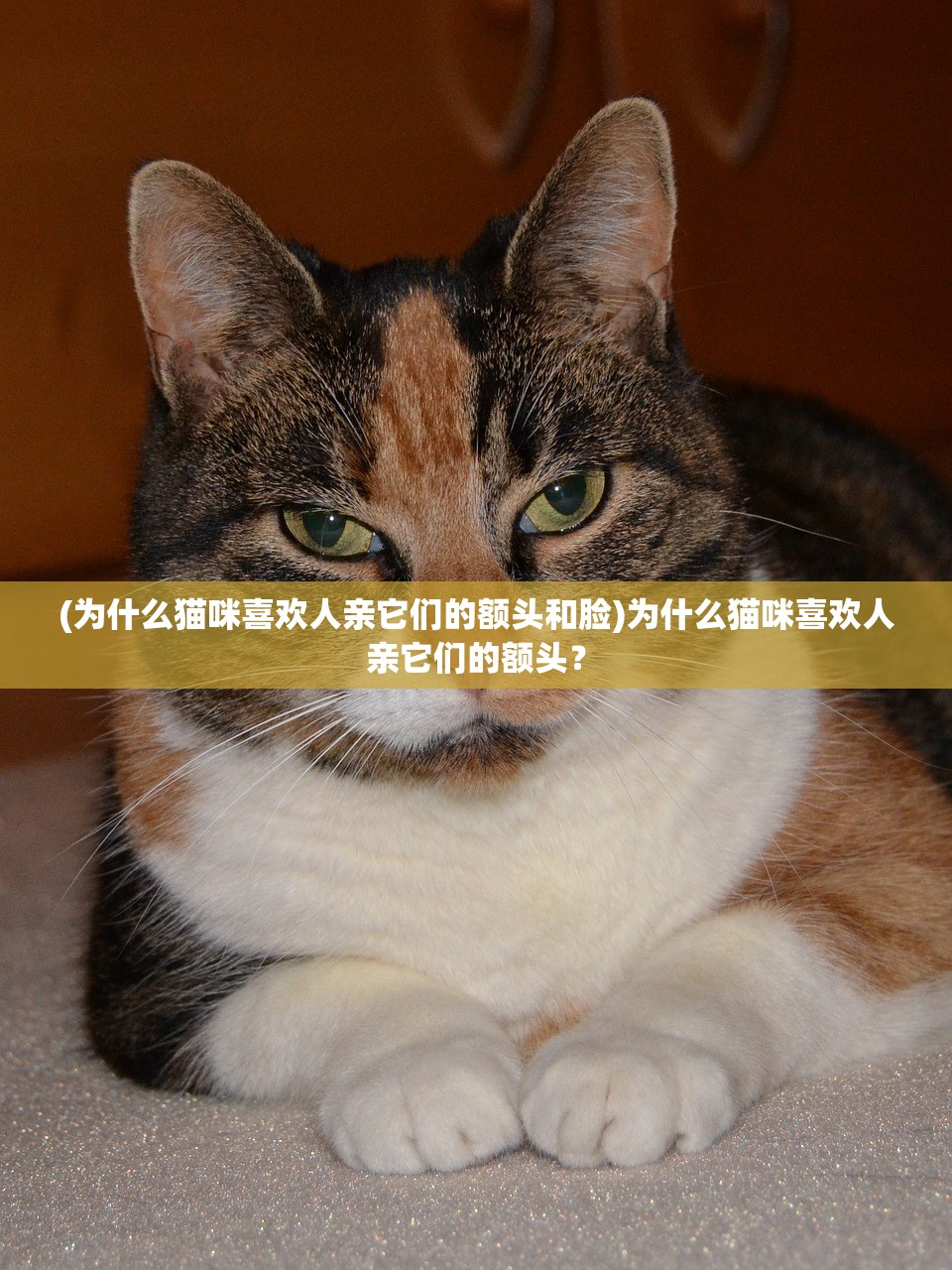(天之宰红包版手游)天之宰红包版，游戏新风尚与互动体验革新