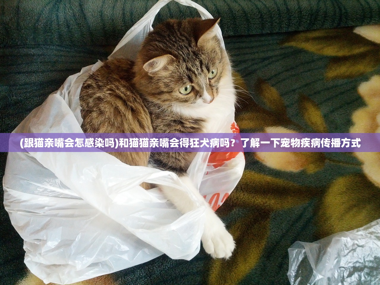(名将与名战外国篇)名将与征服官方版，战略与荣耀的完美结合