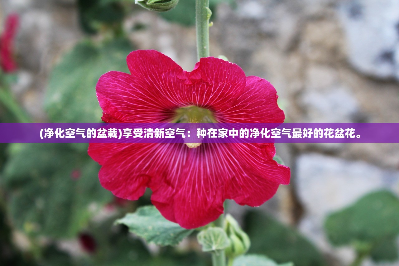 (战魂无双陈枫免费阅读全文)战魂无双，陈枫传奇的免费阅读之旅