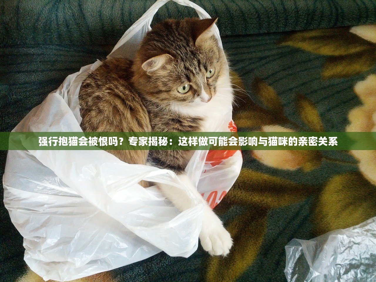 (部落大作战最好的阵容)部落大作战英雄推荐，策略、技能与最佳角色选择
