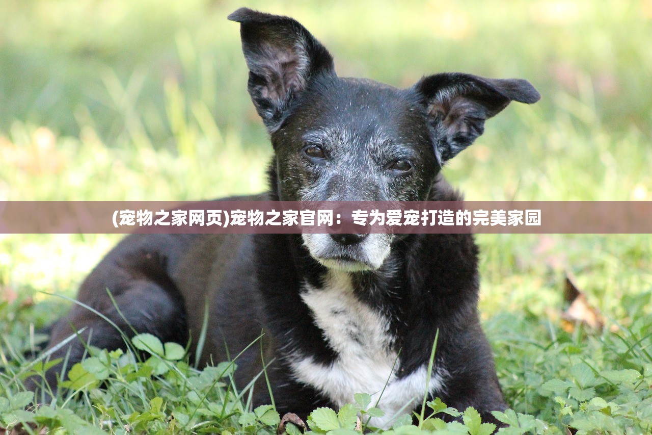 (赛尔号王者圣域在哪)赛尔号王者圣域，探索神秘领域的王者之路