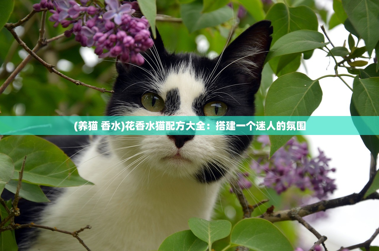 (养猫 香水)花香水猫配方大全：搭建一个迷人的氛围