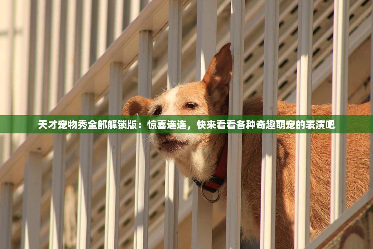 天才宠物秀全部解锁版：惊喜连连，快来看看各种奇趣萌宠的表演吧
