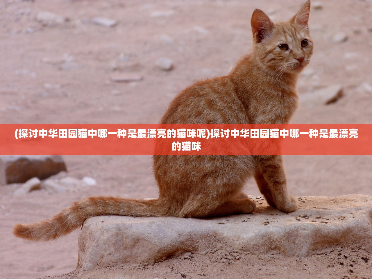 (探讨中华田园猫中哪一种是最漂亮的猫咪呢)探讨中华田园猫中哪一种是最漂亮的猫咪