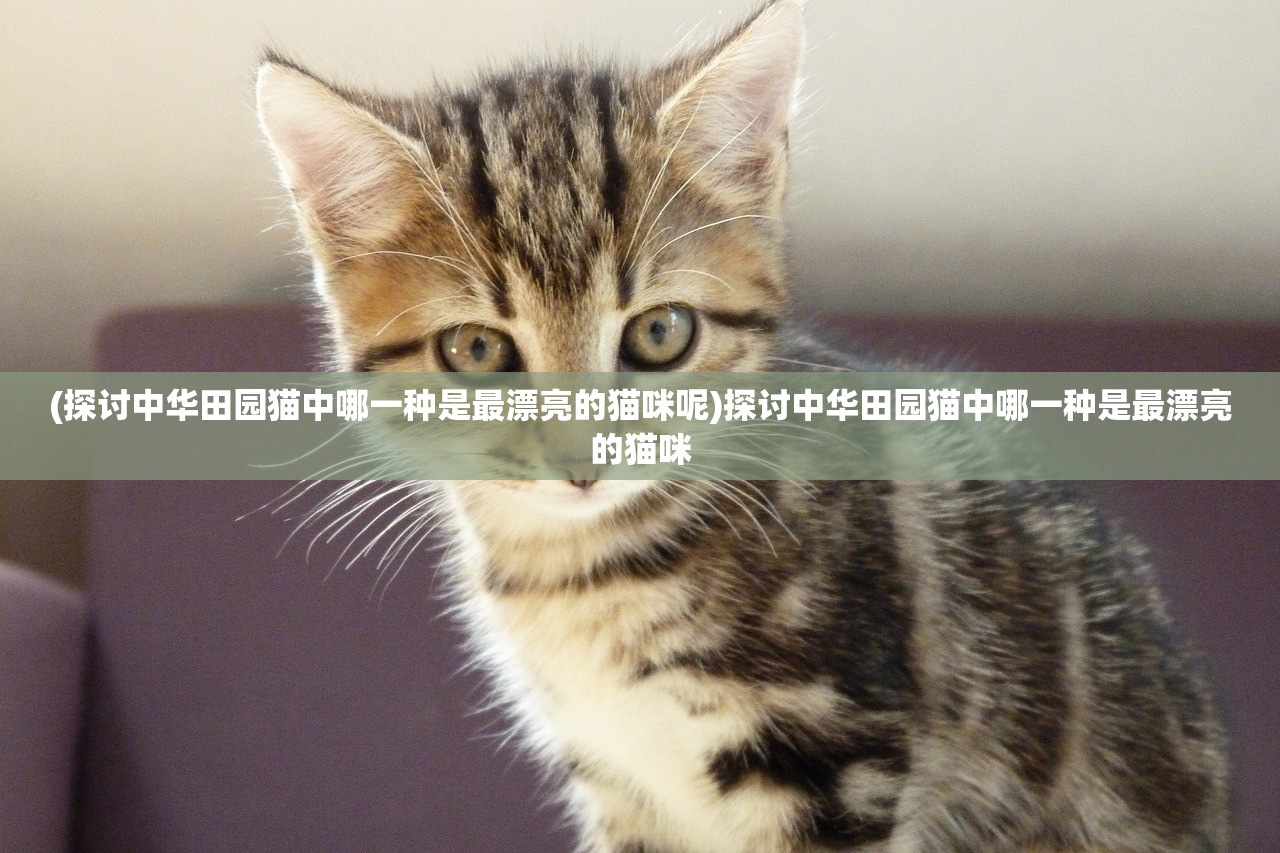 (探讨中华田园猫中哪一种是最漂亮的猫咪呢)探讨中华田园猫中哪一种是最漂亮的猫咪