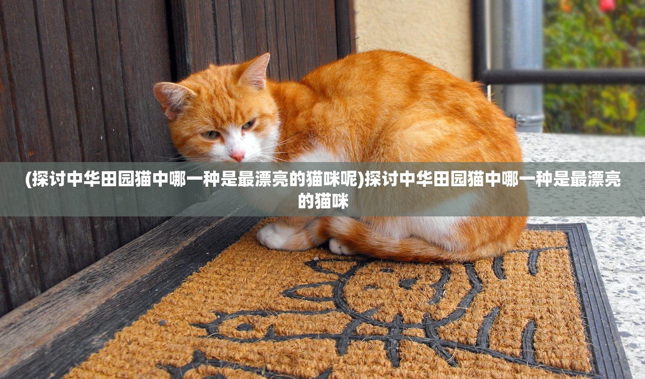 (探讨中华田园猫中哪一种是最漂亮的猫咪呢)探讨中华田园猫中哪一种是最漂亮的猫咪