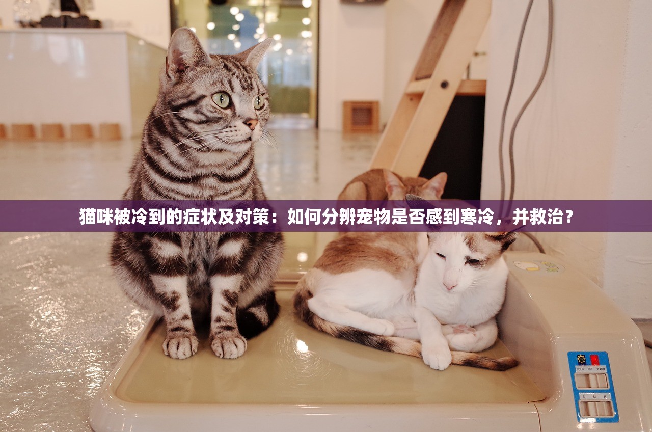 (妖灵契阵容推荐)妖灵契阵容，策略搭配与实战运用