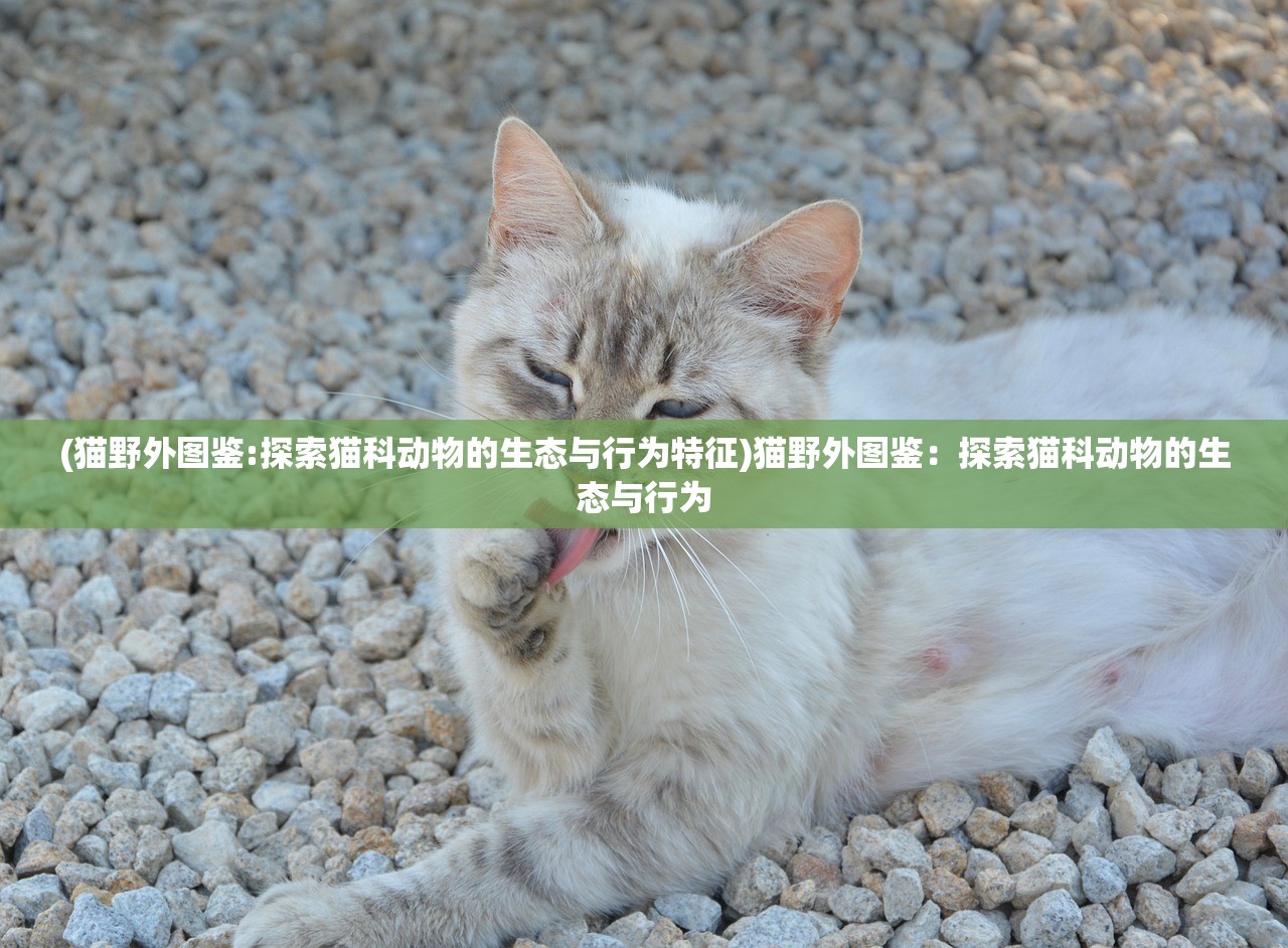 (2047游戏攻略)探索2047手游中的经典台词及其背后的故事
