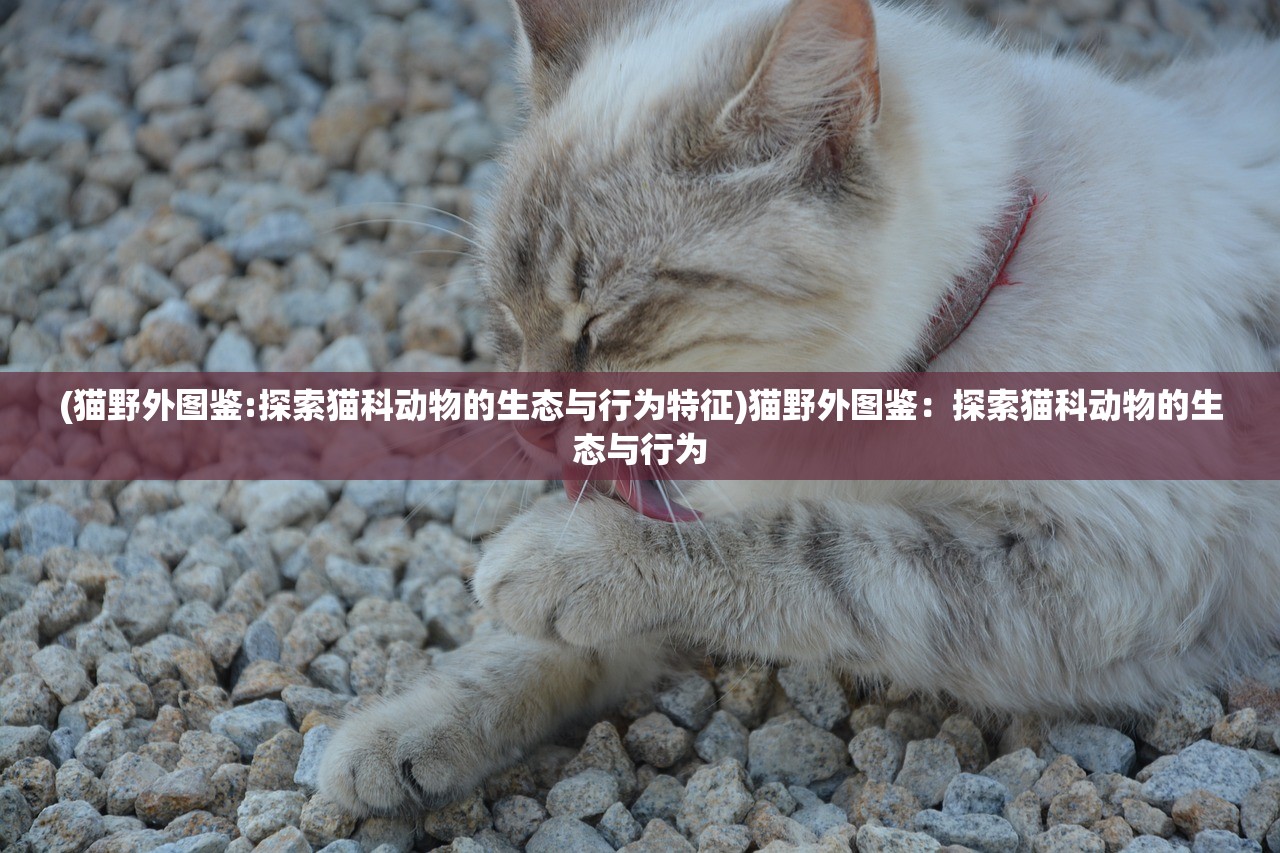 (恋爱季节v0.5攻略)恋爱季节全CG游戏全流程图解，深度解析与常见问题解答