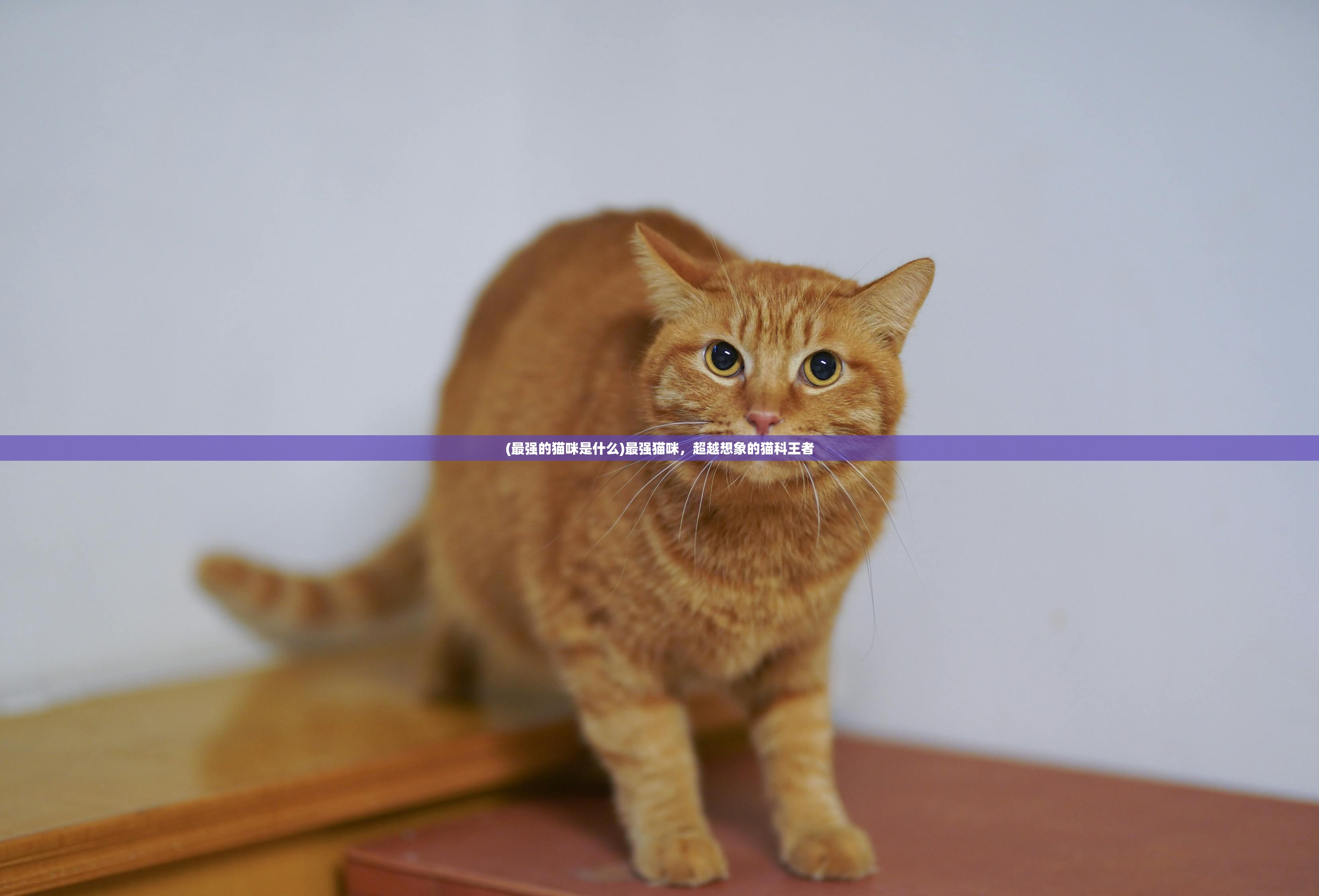 (最强的猫咪是什么)最强猫咪，超越想象的猫科王者