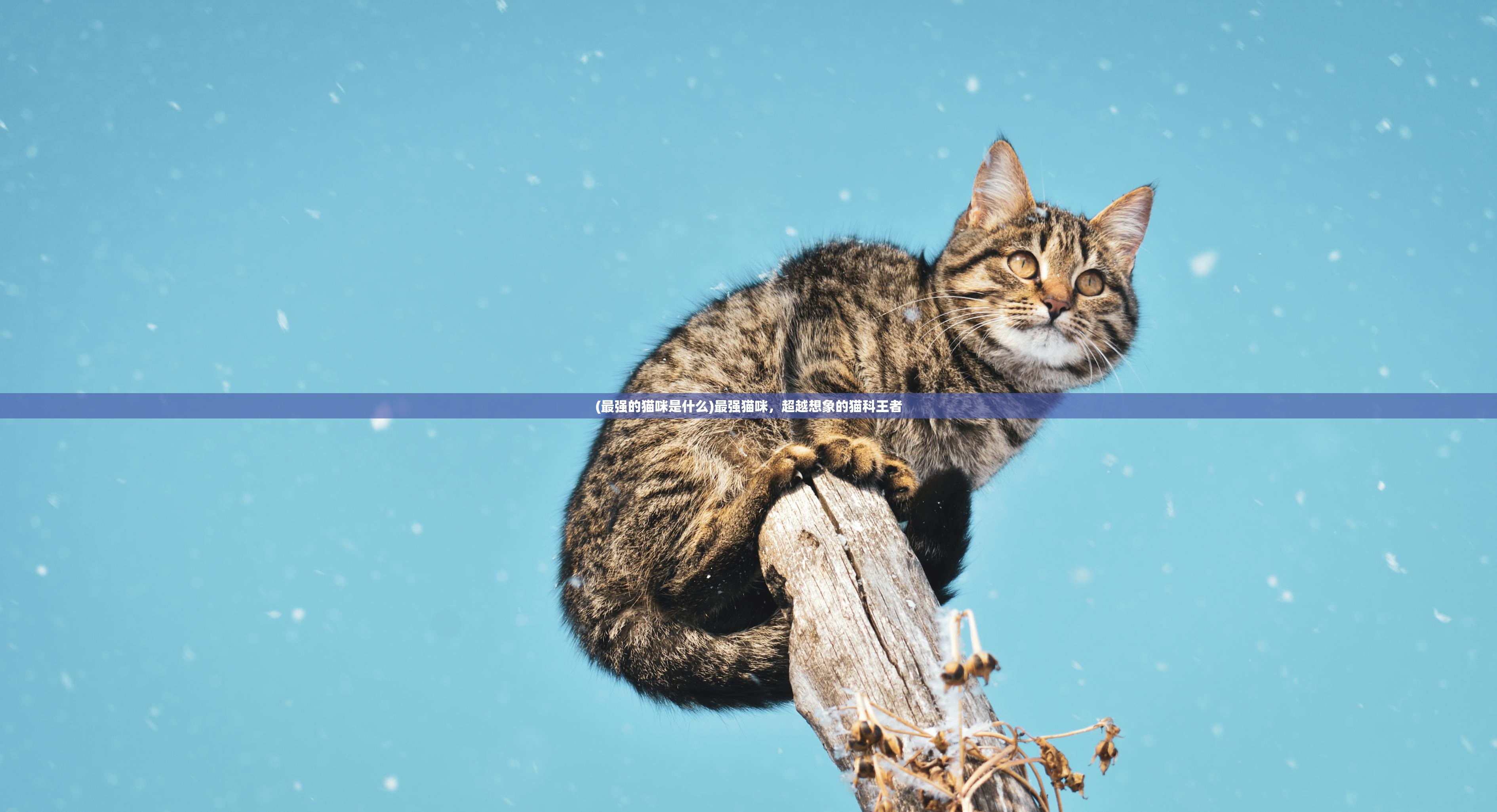 (最强的猫咪是什么)最强猫咪，超越想象的猫科王者