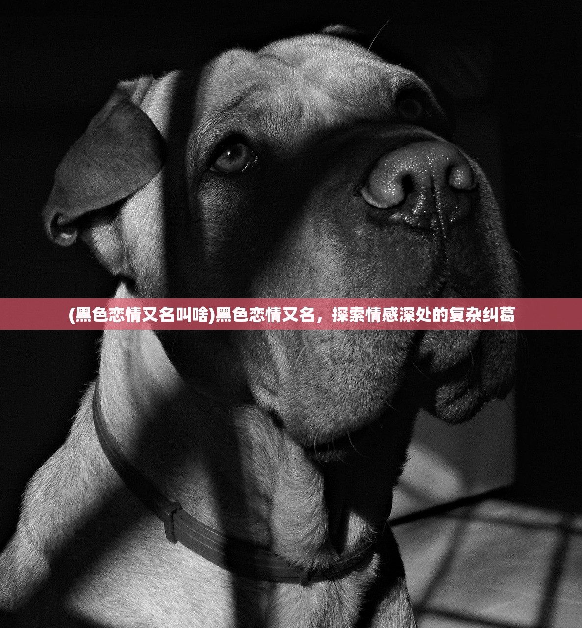 (黑色恋情又名叫啥)黑色恋情又名，探索情感深处的复杂纠葛