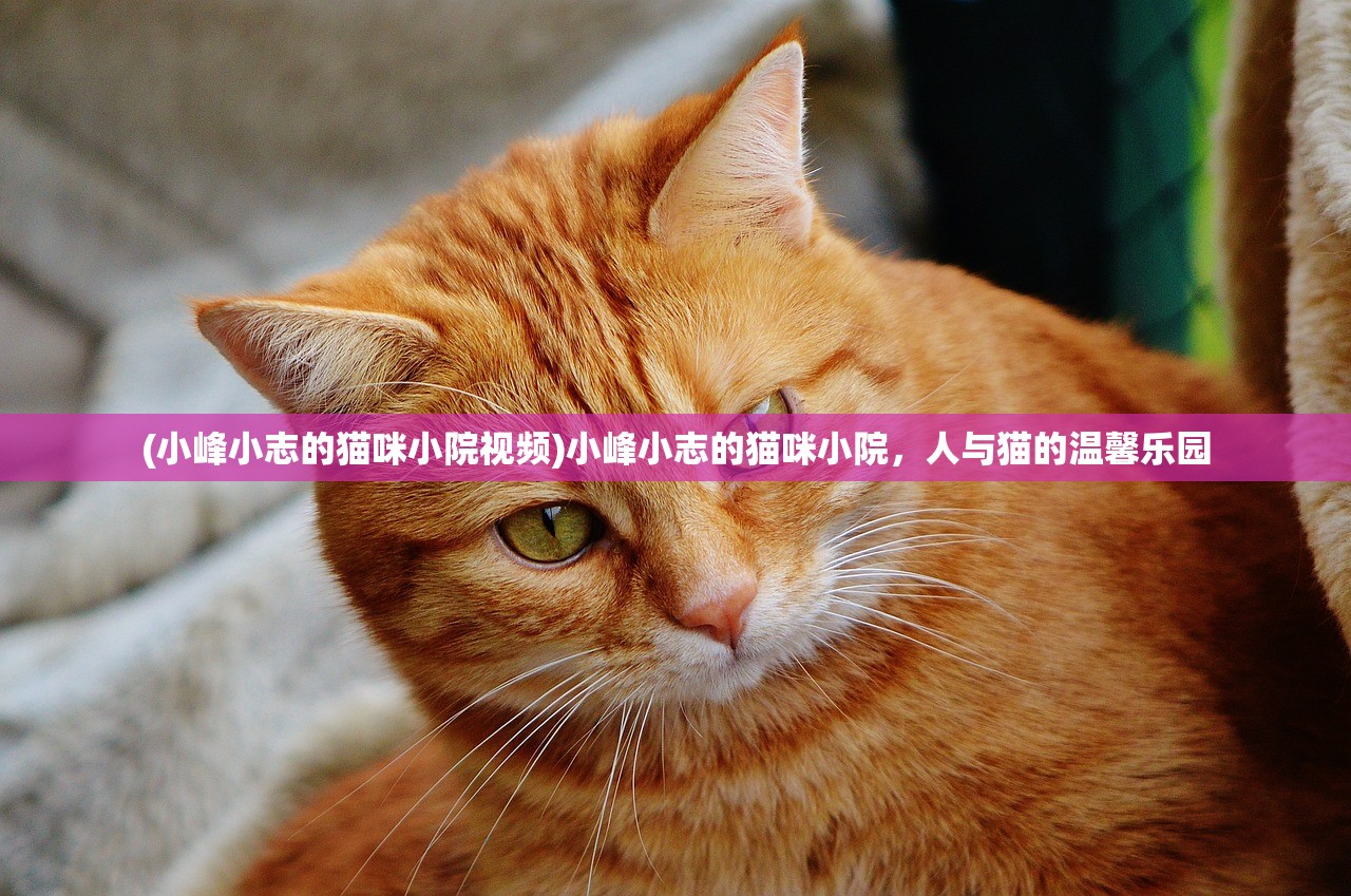 (小峰小志的猫咪小院视频)小峰小志的猫咪小院，人与猫的温馨乐园