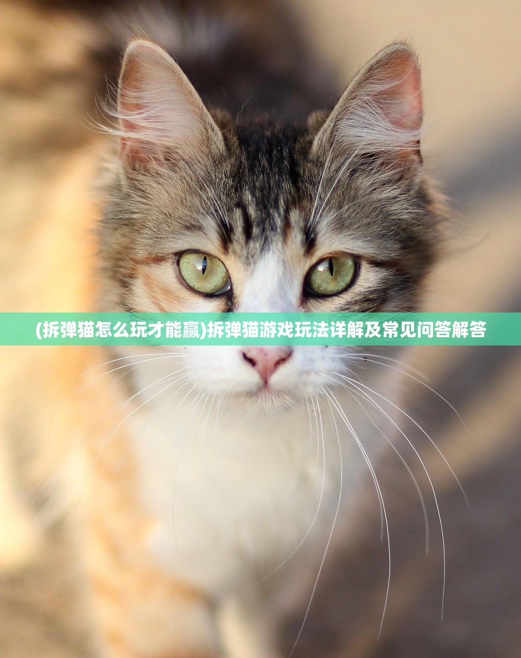 (拆弹猫怎么玩才能赢)拆弹猫游戏玩法详解及常见问答解答