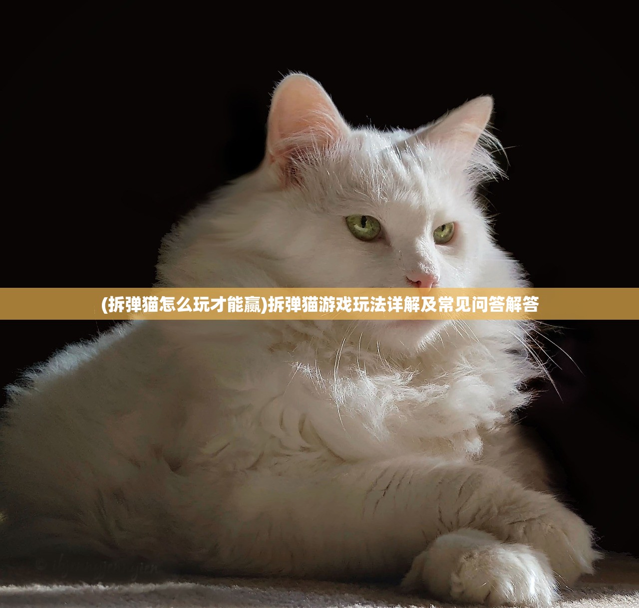 (拆弹猫怎么玩才能赢)拆弹猫游戏玩法详解及常见问答解答