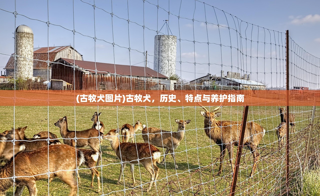 (古牧犬图片)古牧犬，历史、特点与养护指南