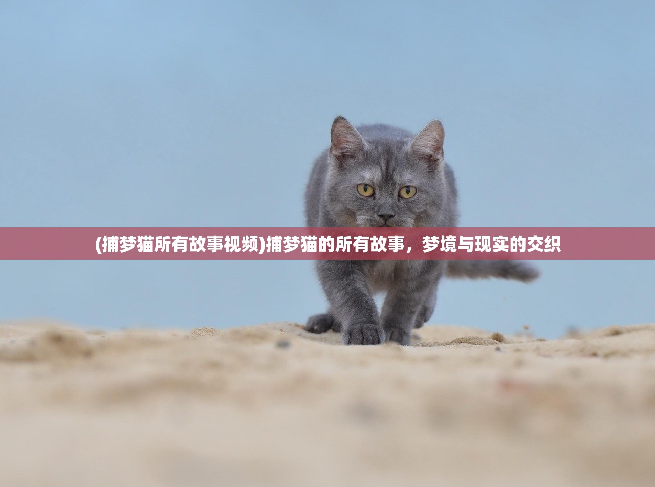(捕梦猫所有故事视频)捕梦猫的所有故事，梦境与现实的交织